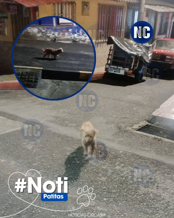 Perrito en mal estado en Circasia, Quindío 