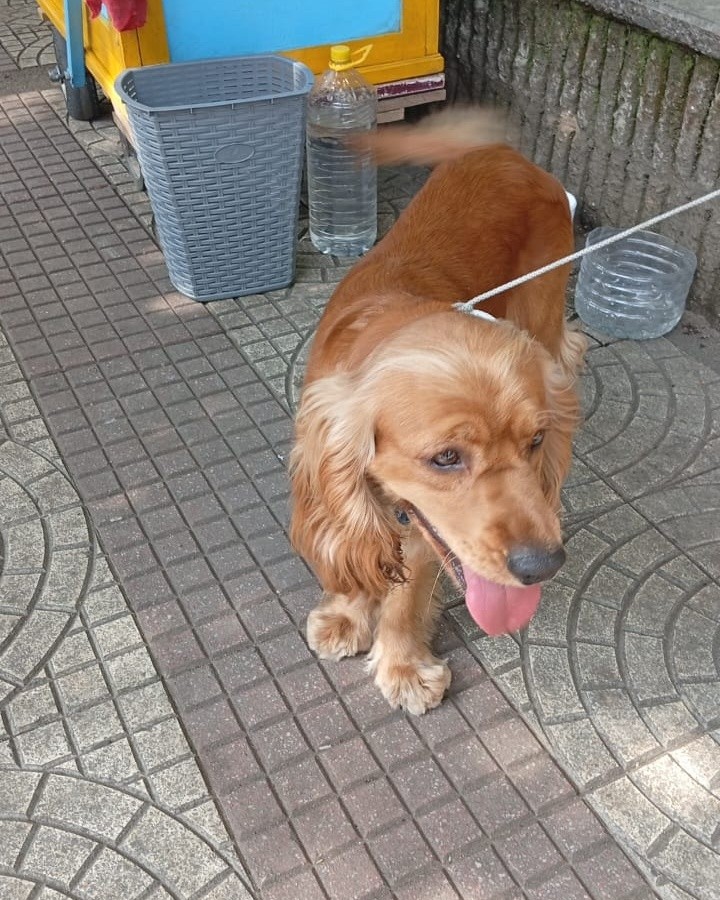 Perrito perdido en La Virginia, Risaralda 