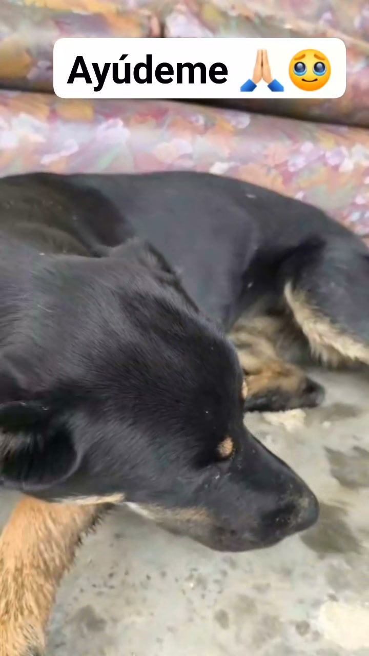 Cachorra mestiza mediana perdida o en adopción en Amagá, Antioquia 