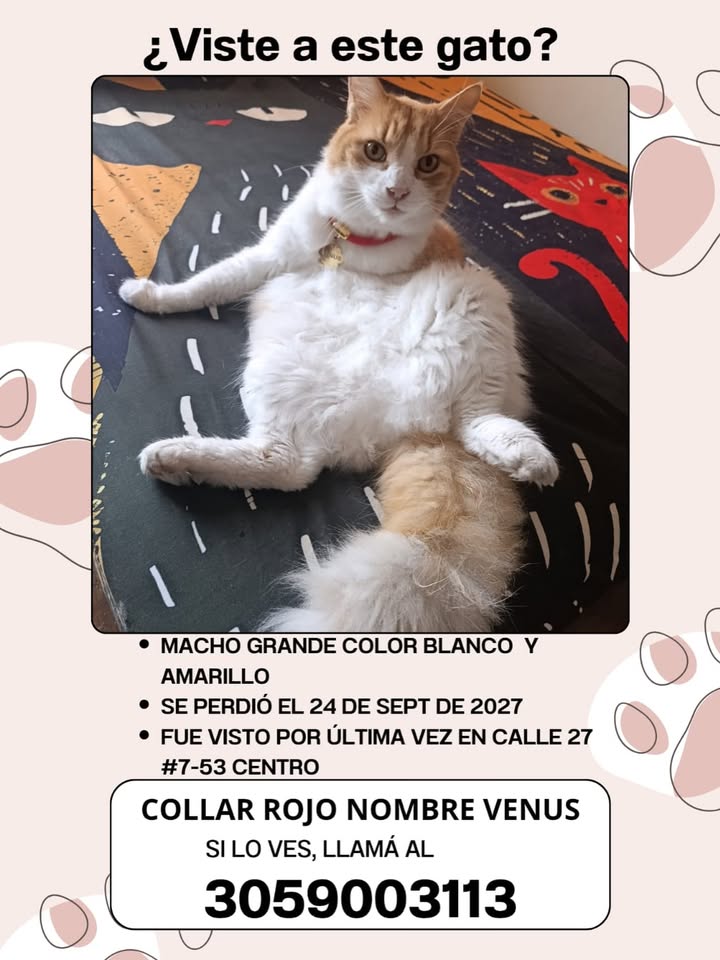 Gato perdido en Pereira 