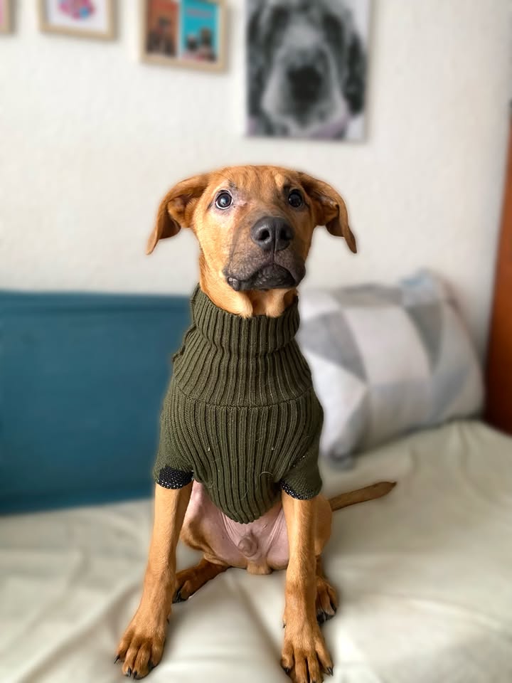 Adopta a Arbolito, cachorro tímido y tierno en Bogotá 