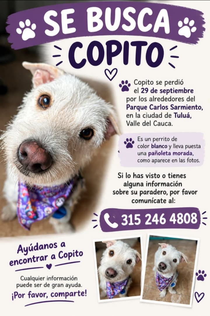 Se busca a Copito, perro perdido en Tuluá, Valle del Cauca 