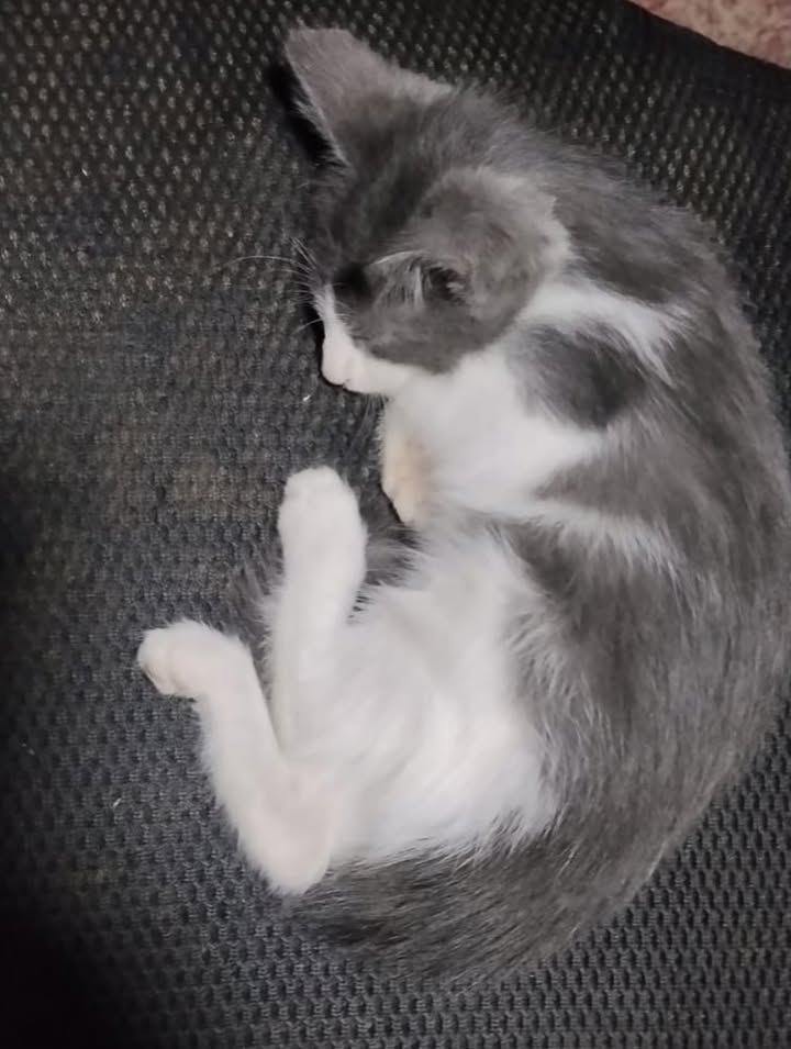 Gato en adopción en Pereira, Risaralda 