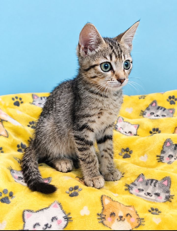 Gatito atigrado en adopción 