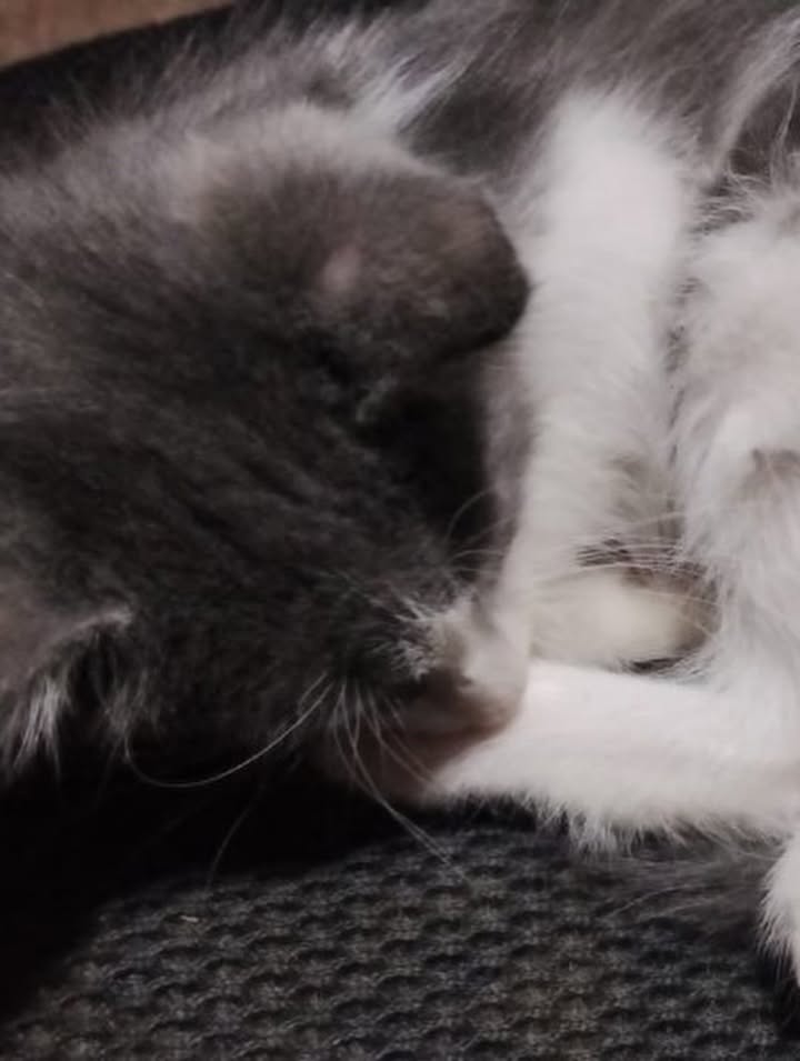 Gato en adopción en Pereira, Risaralda 