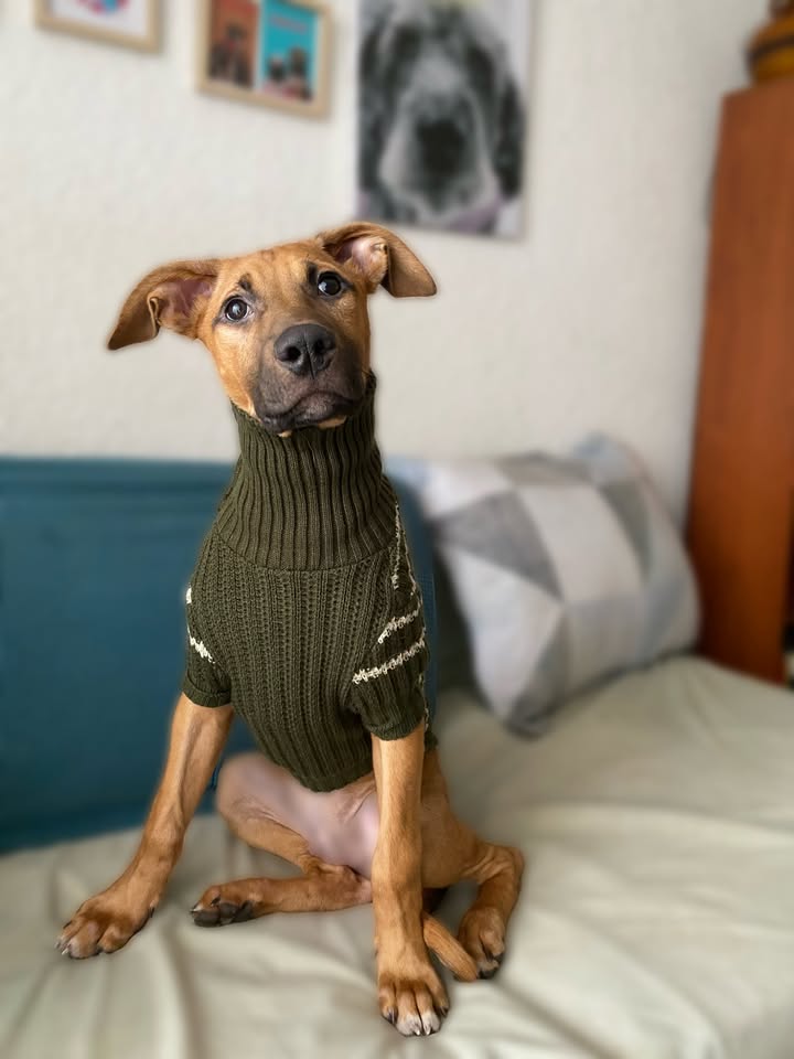Botoncito criollo 100% para adopción en Bogotá - Urgente 