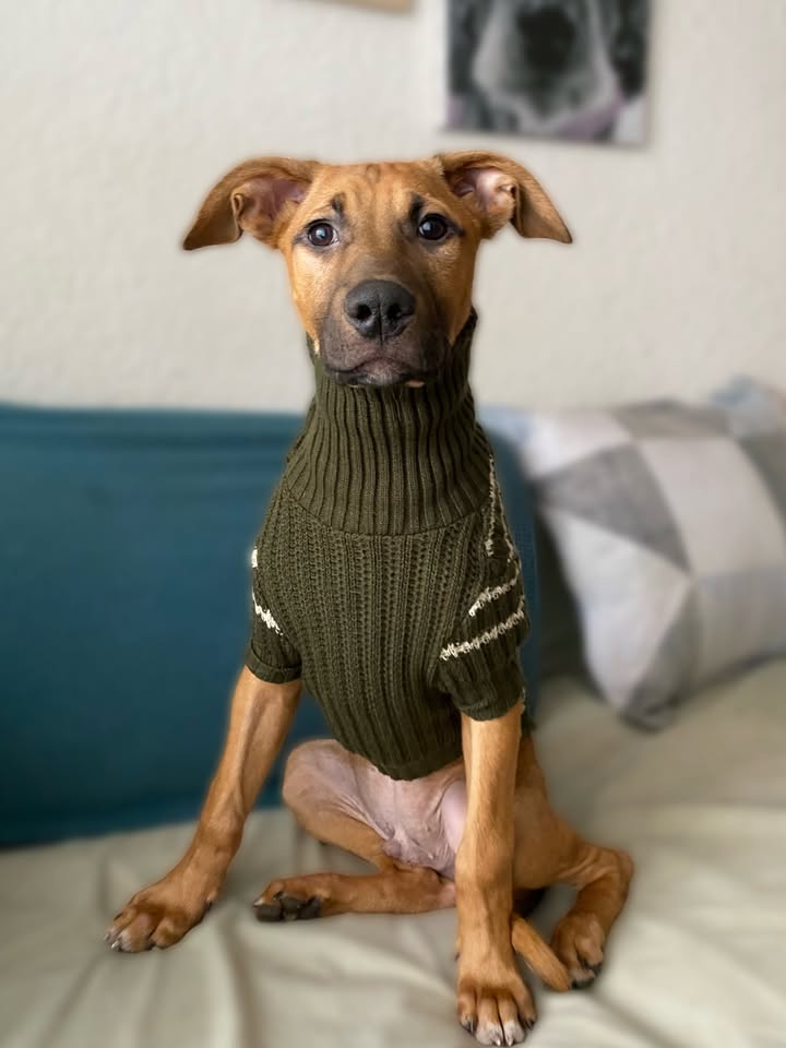 Botoncito criollo 100% para adopción en Bogotá - Urgente 