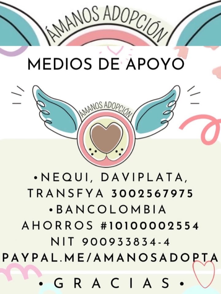Cerecita necesita segunda cirugía de ojito y busca hogar 
