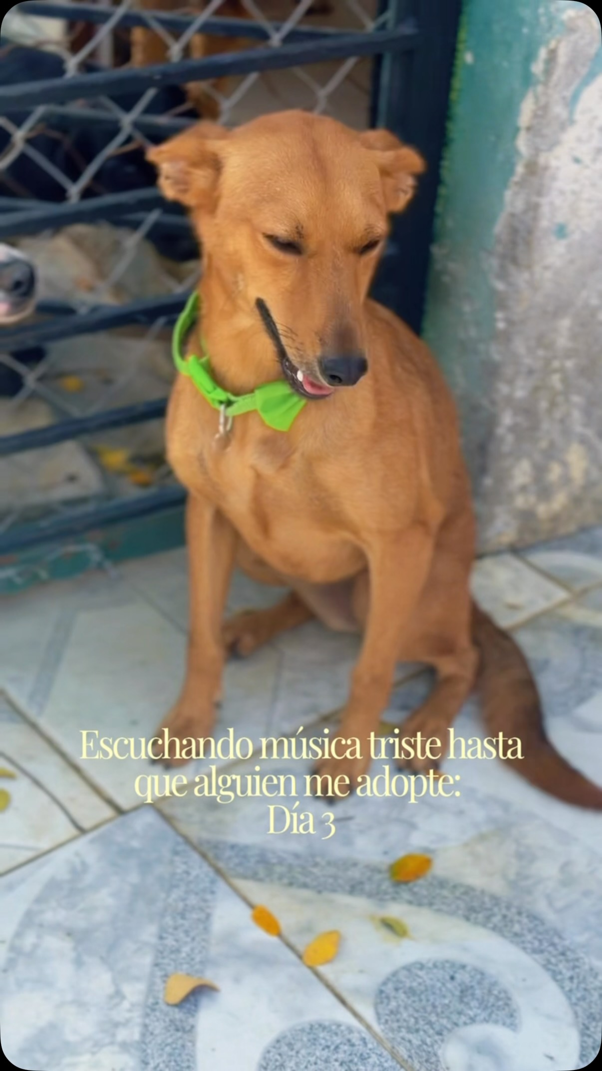 Perra en adopción en Cartago, Valle 