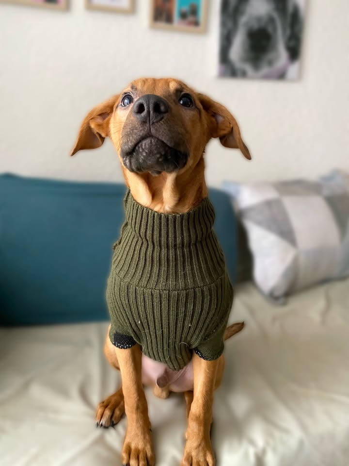 Adopta a Arbolito, cachorro tímido y tierno en Bogotá 