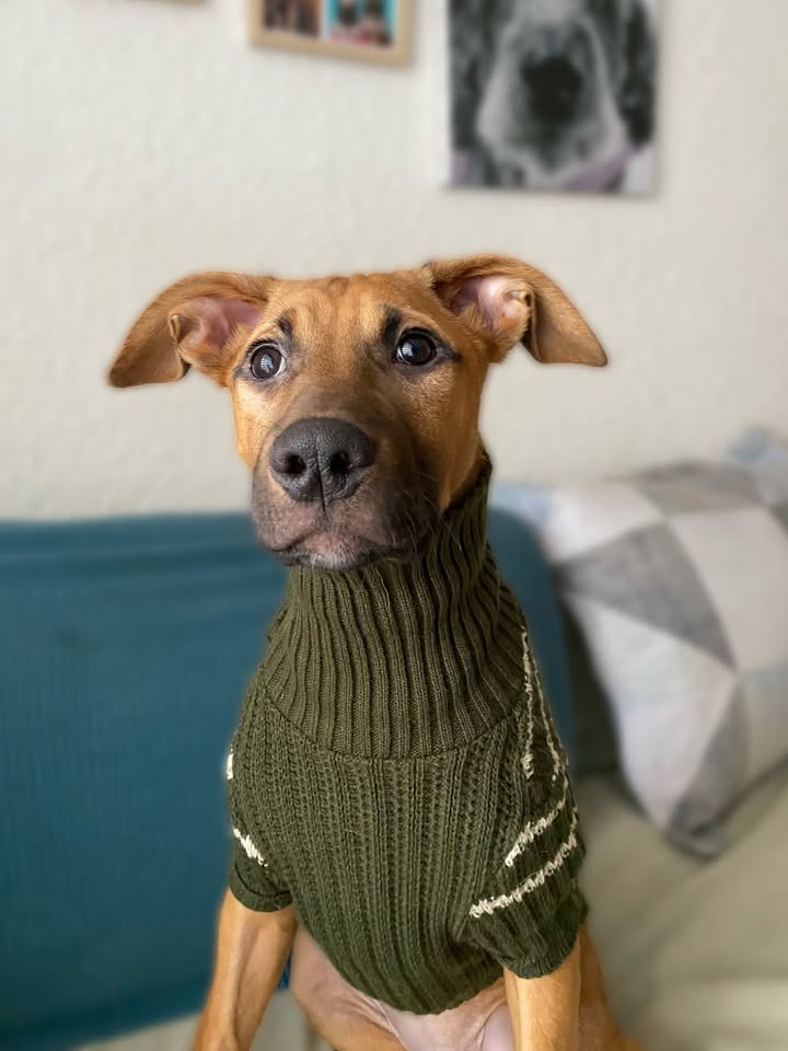 Botoncito criollo 100% para adopción en Bogotá - Urgente 