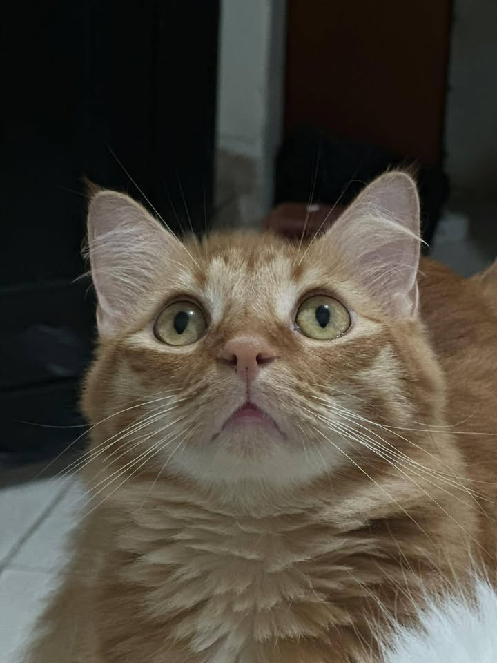 Adopción de Gatos Lilo y William en Tuluá, Valle 