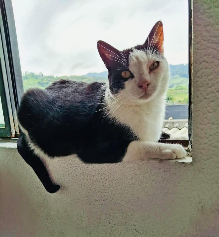Gato busca hogar responsable en Pereira 
