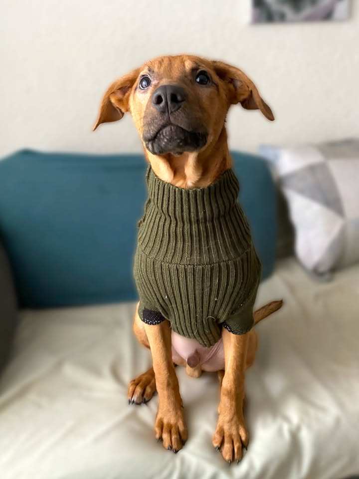 Adopta a Arbolito, cachorro tímido y tierno en Bogotá 