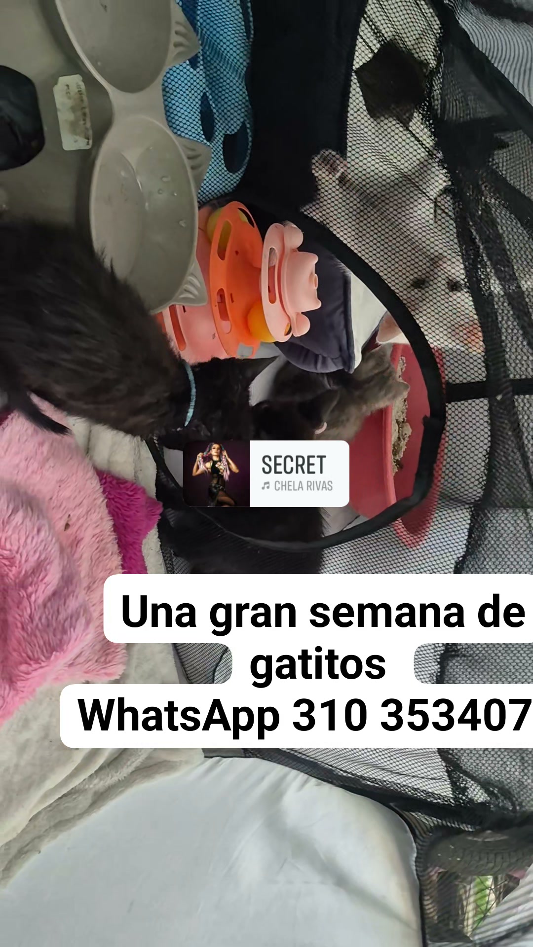 Adopción de Gatitos y Perritos en Bogotá 