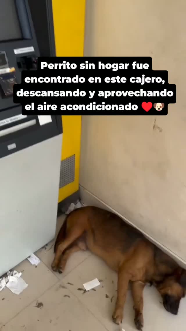 Perrito sin hogar encontrado en cajero automático en Bogotá 