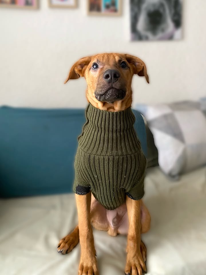Adopta a Arbolito, cachorro tímido y tierno en Bogotá 