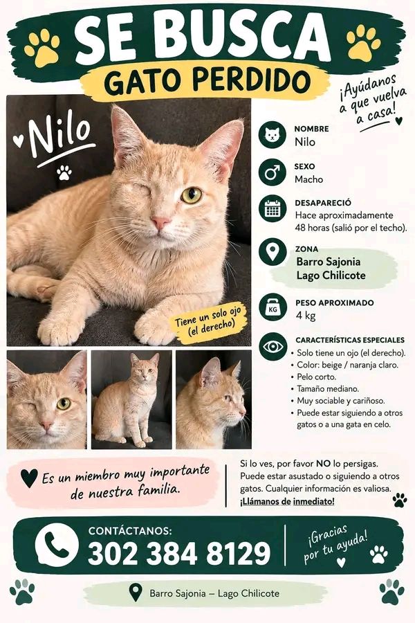 Gato Nilo perdido en Tuluá 