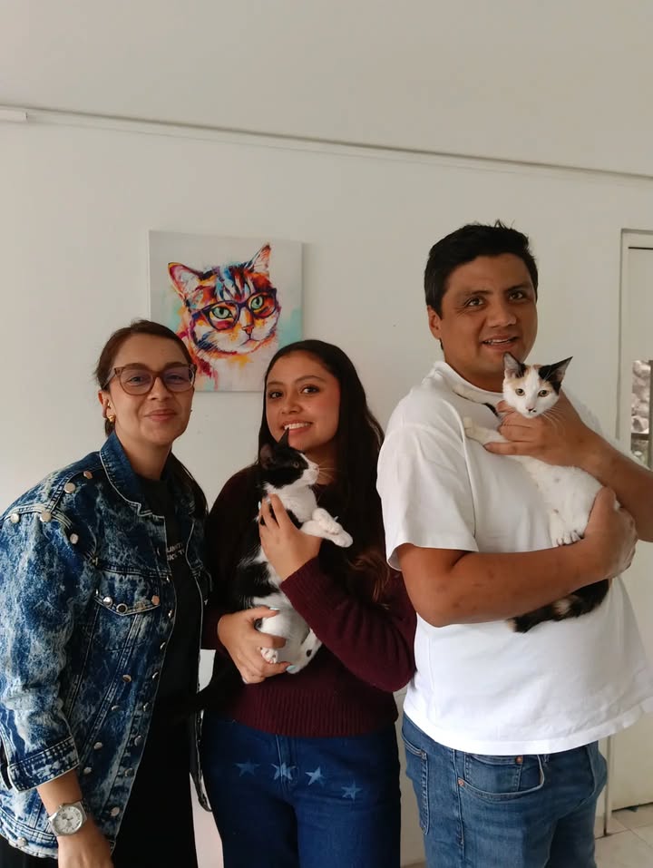 Anahí y Ethan: Gatos adoptados y felices buscan hogar 