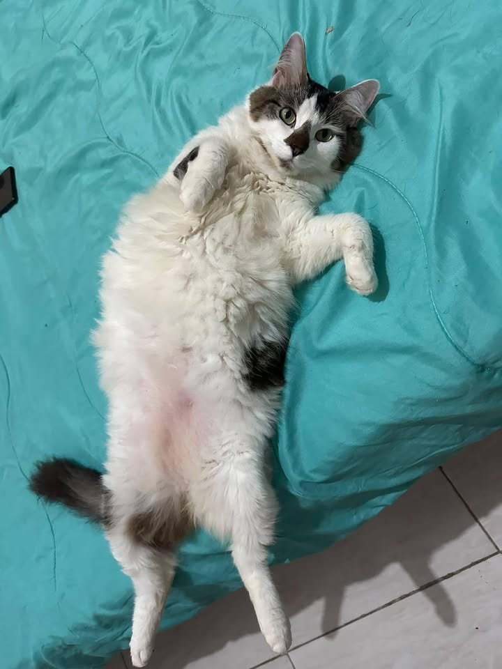 Adopción de Gatos Lilo y William en Tuluá, Valle 