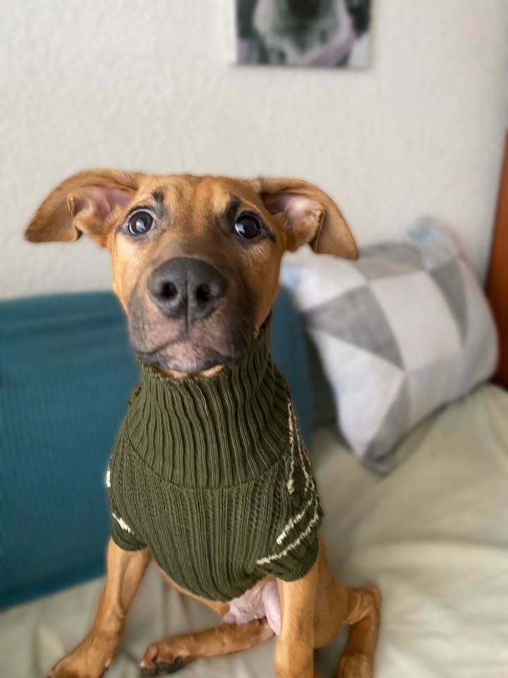 Botoncito criollo 100% para adopción en Bogotá - Urgente 