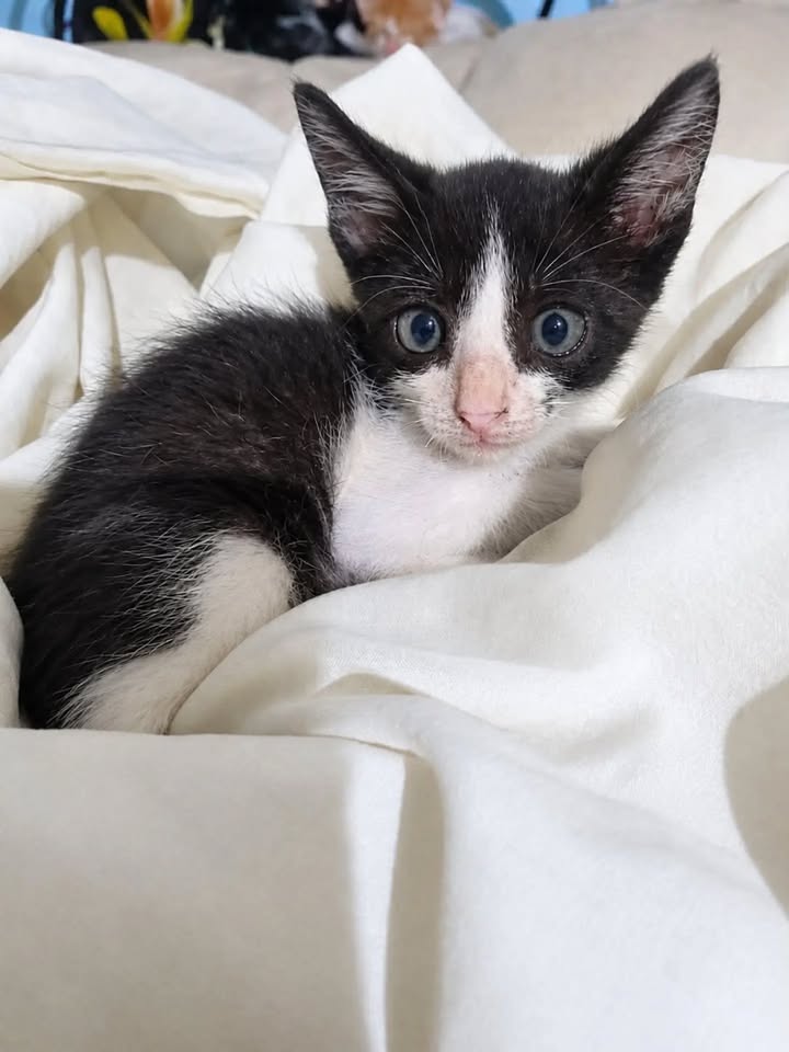 Gatitos en adopción responsable en Pereira, Risaralda 