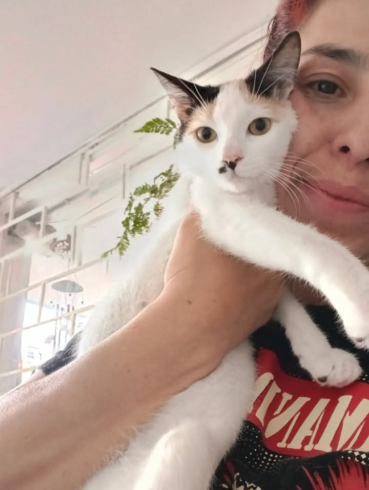 Anahí y Ethan: Gatos adoptados y felices buscan hogar 