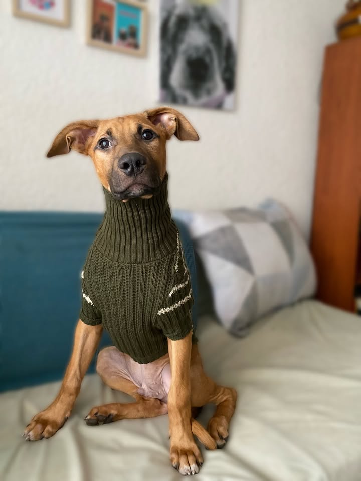 Botoncito criollo 100% para adopción en Bogotá - Urgente 