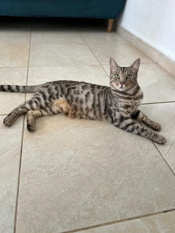 Gato en Adopción en Pereira, Risaralda 