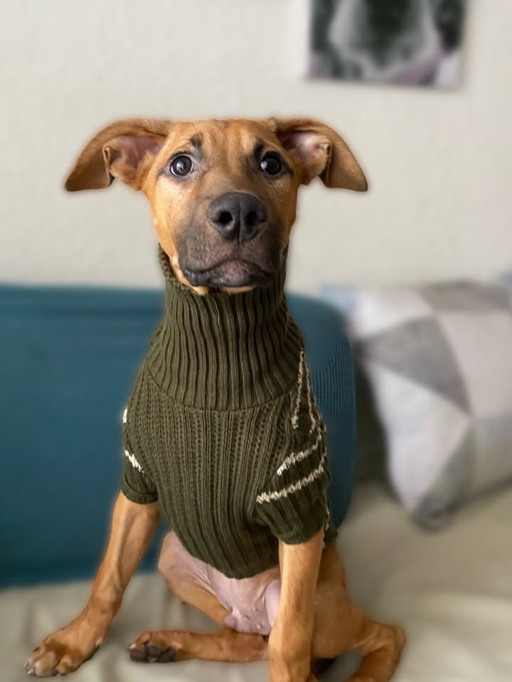 Botoncito criollo 100% para adopción en Bogotá - Urgente 