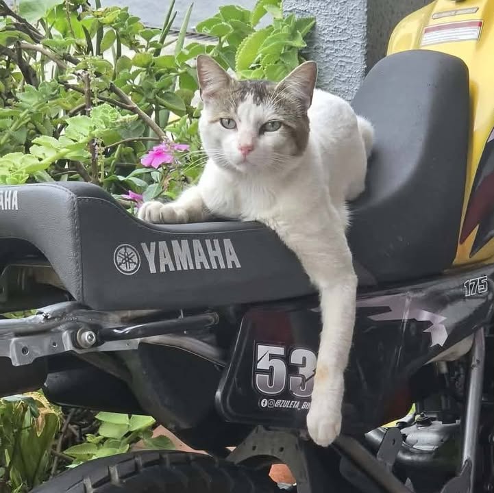 Gatitos en Adopción Responsable en Pereira 
