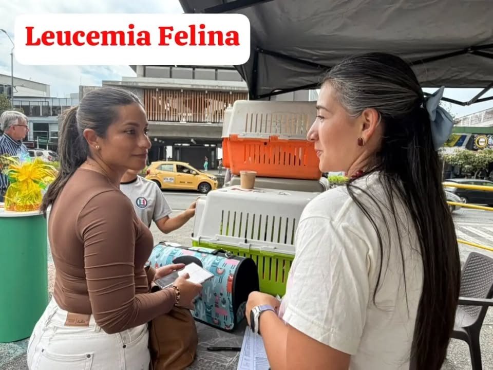 Adopción de gato con Leucemia Felina en Manizales 