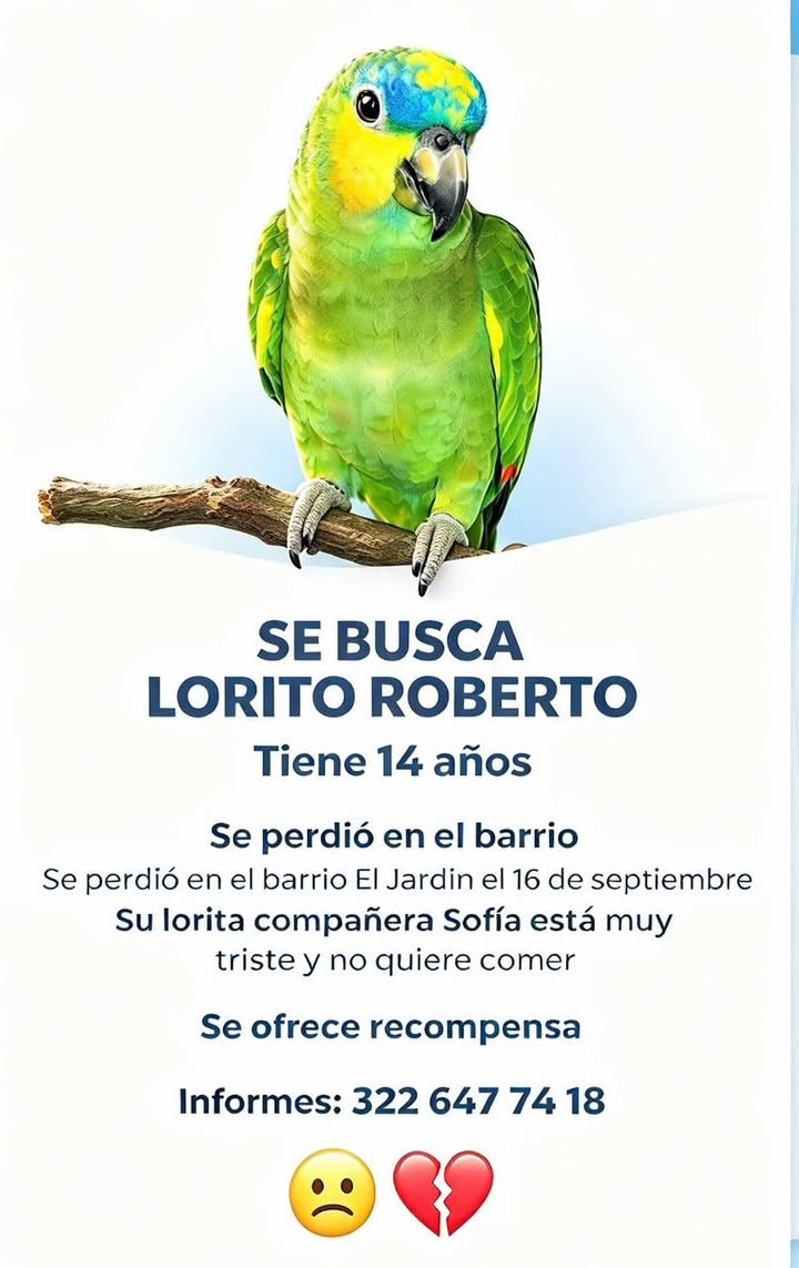 Se busca Lorito Roberto en Tuluá 