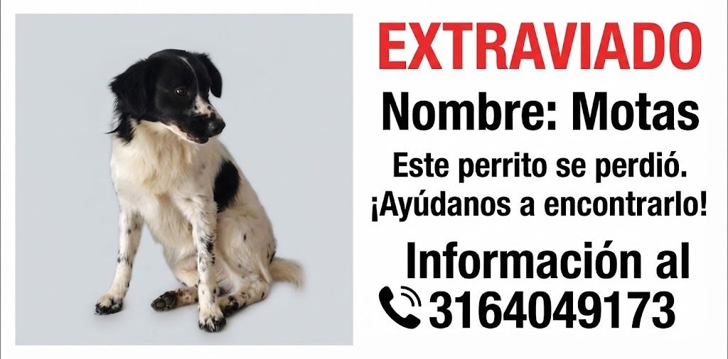 Perro Motas Extraviado en Tuluá 