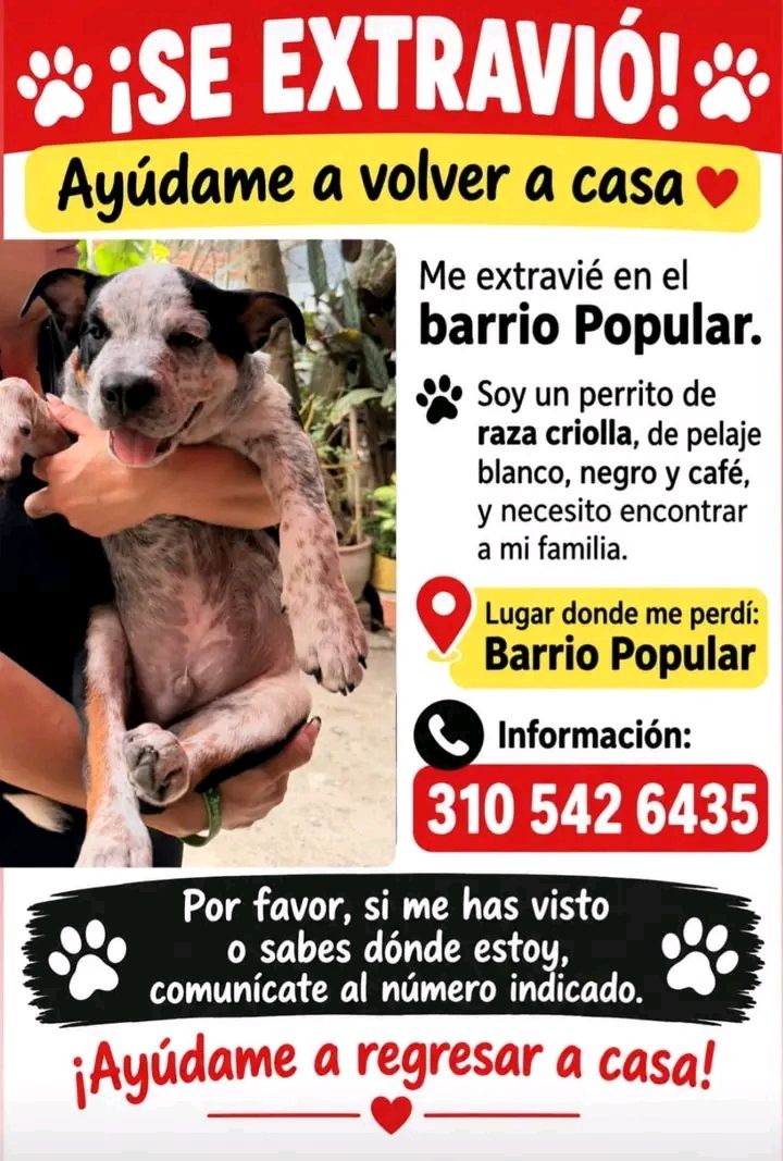 Perro Mestizo Perdido en Tuluá, Valle 