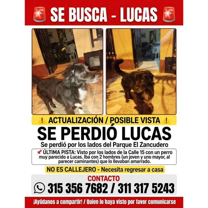 Perro Lucas perdido en La Virginia 