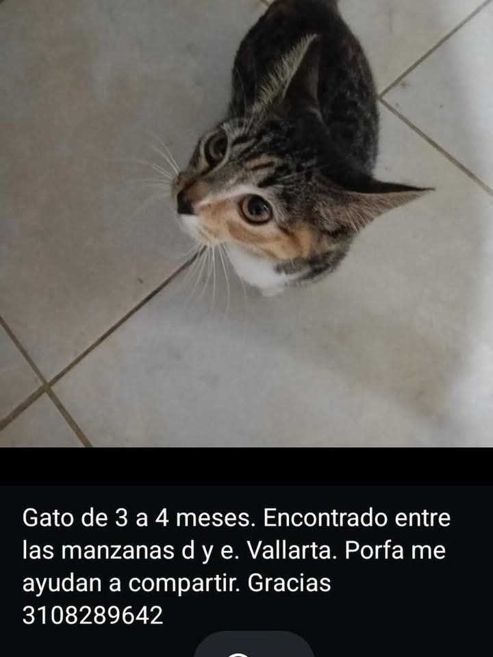 Gato encontrado en Pereira, Risaralda 