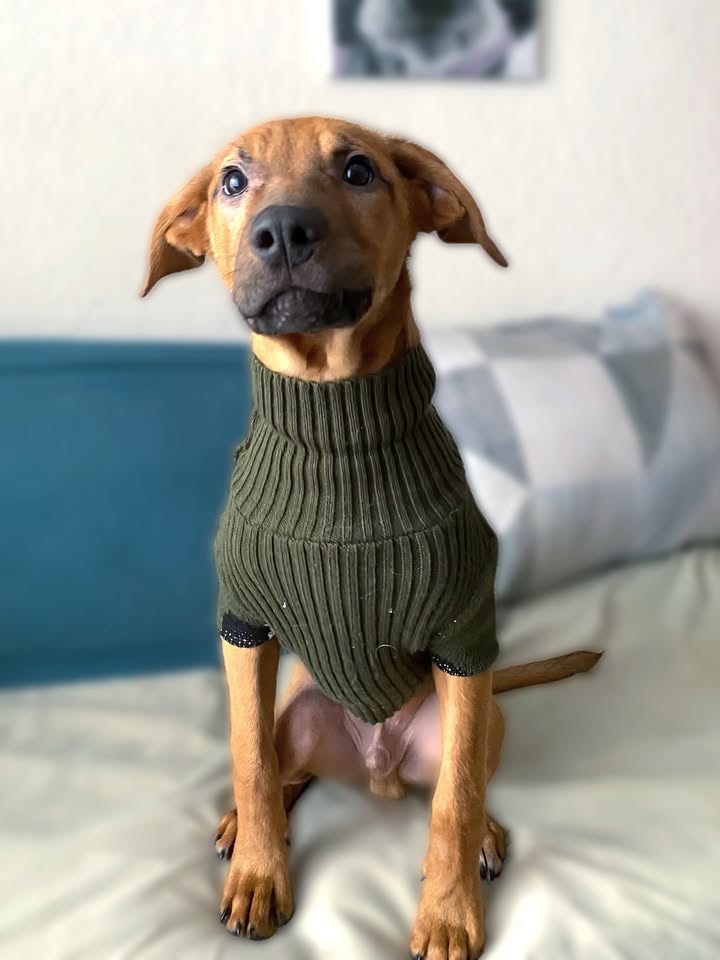 Adopta a Arbolito, cachorro tímido y tierno en Bogotá 