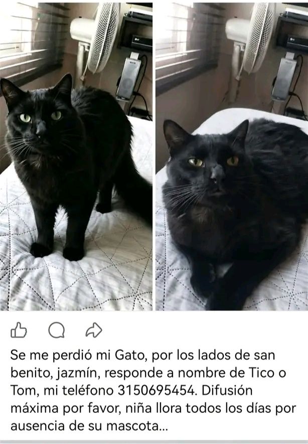 Gato negro perdido en Tuluá 