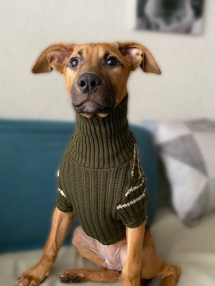 Botoncito criollo 100% para adopción en Bogotá - Urgente 