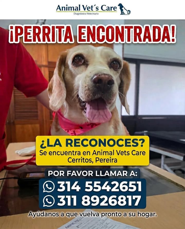 Perra encontrada en Pereira 
