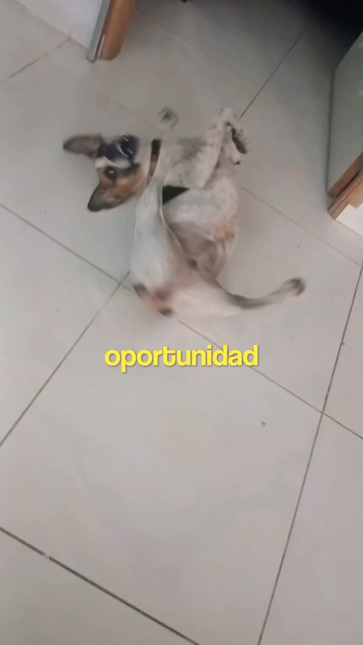 Perro en adopcion en Pereira, Risaralda 