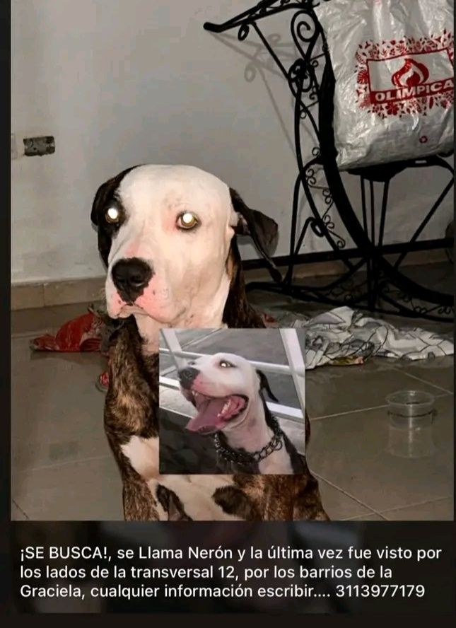 Perro pitbull terrier perdido en Tuluá 
