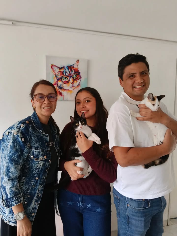 Anahí y Ethan: Gatos adoptados y felices buscan hogar 