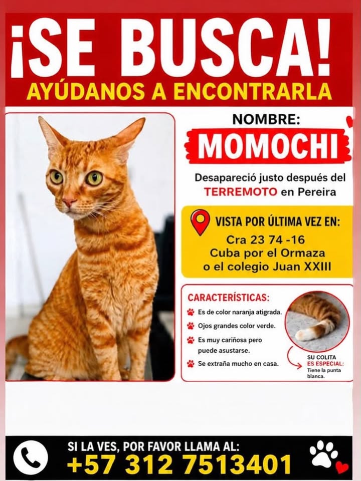 Gato anaranjado perdido en Pereira 