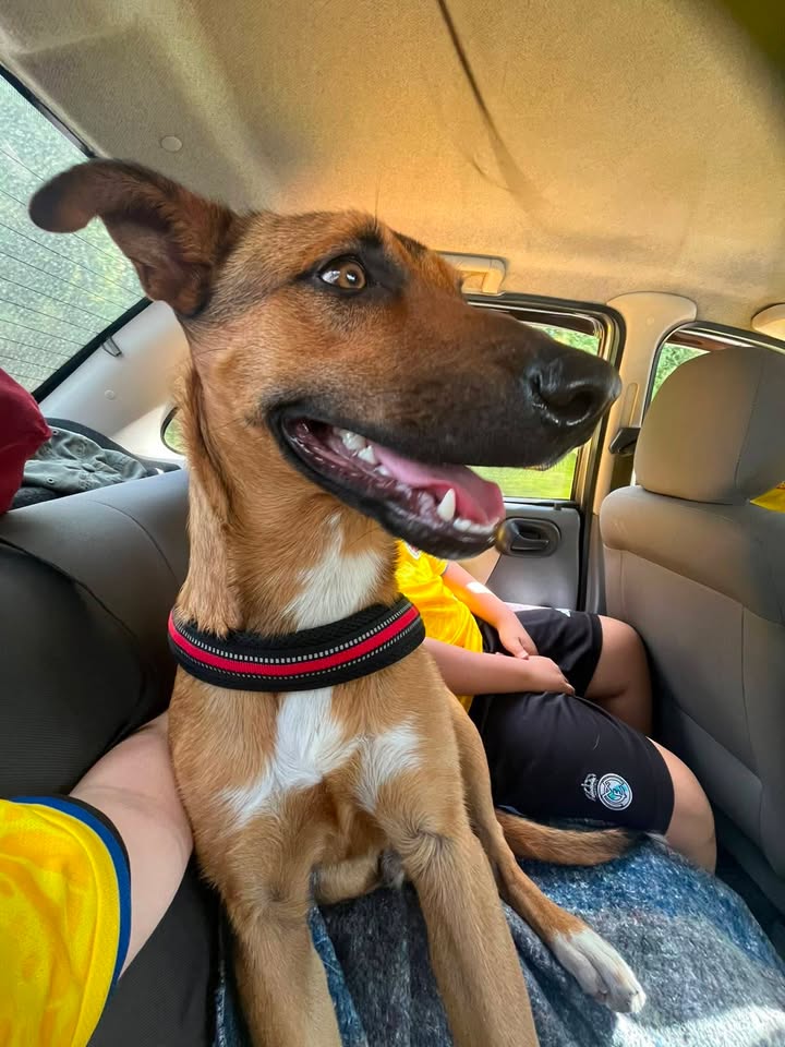 Adopta perrito dócil y juguetón en Neira, Caldas 