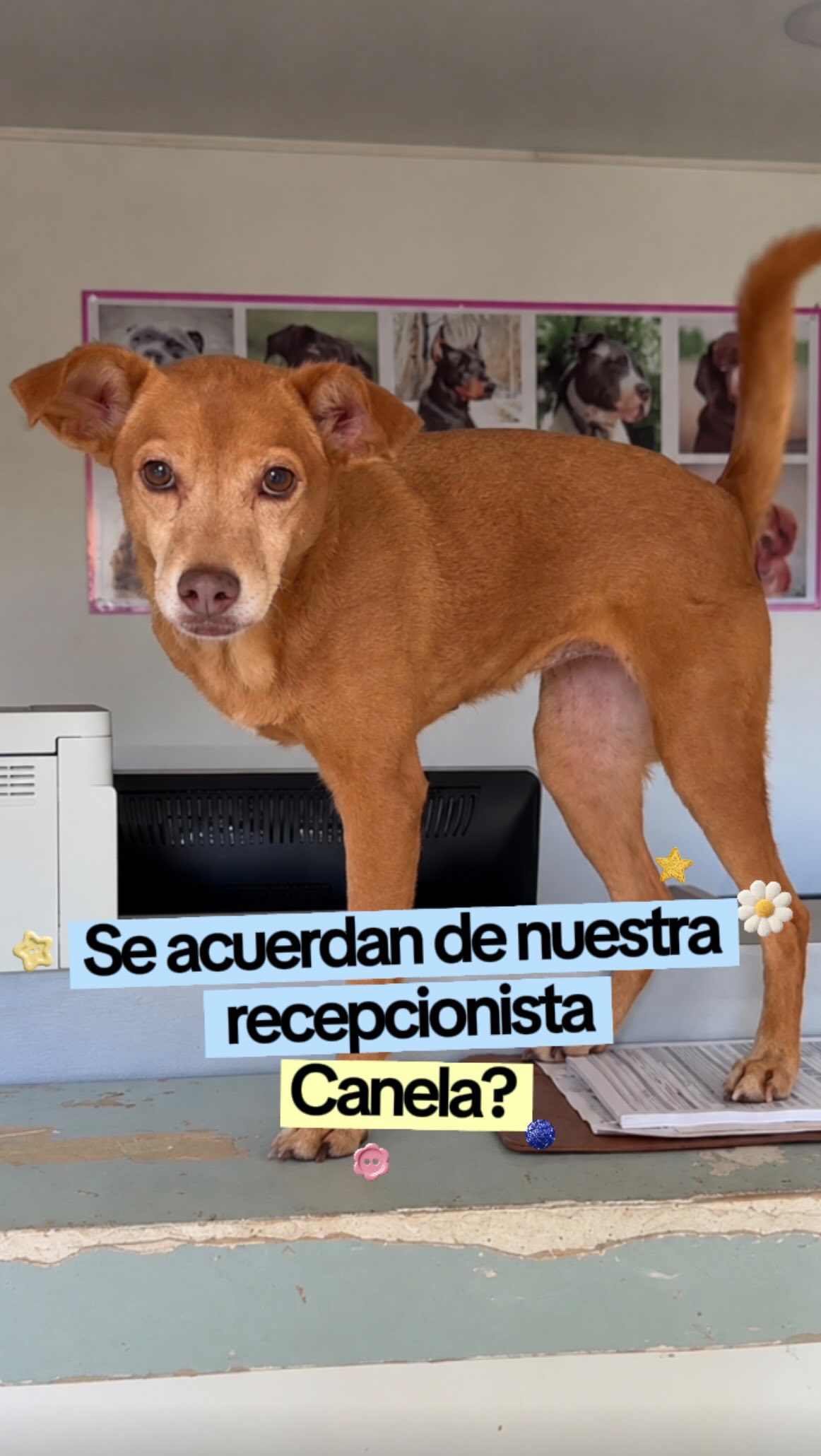 Perra Canela busca hogar 