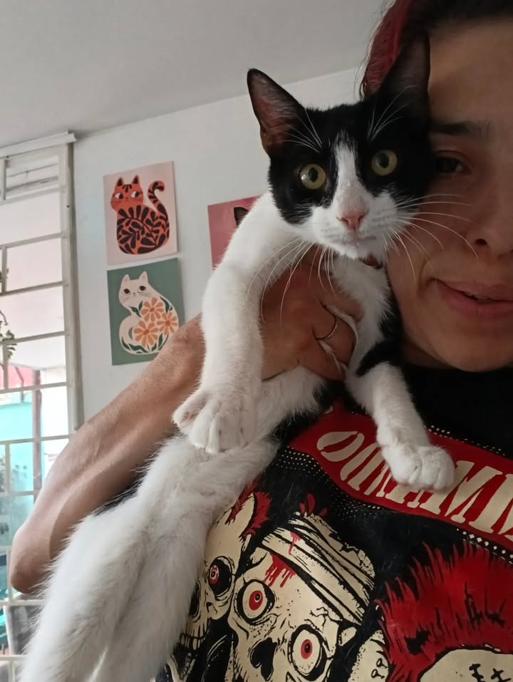 Anahí y Ethan: Gatos adoptados y felices buscan hogar 