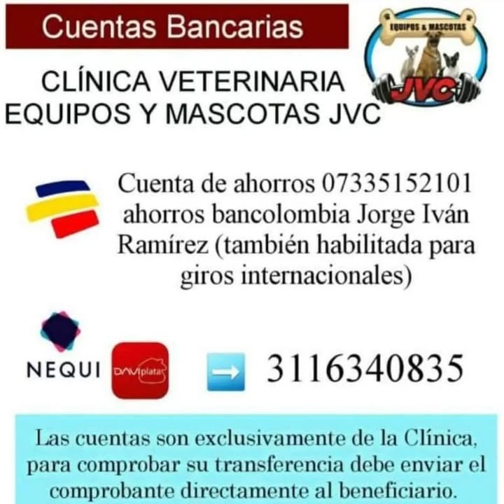 Gato blanco y negro perdido en Pereira, Risaralda 