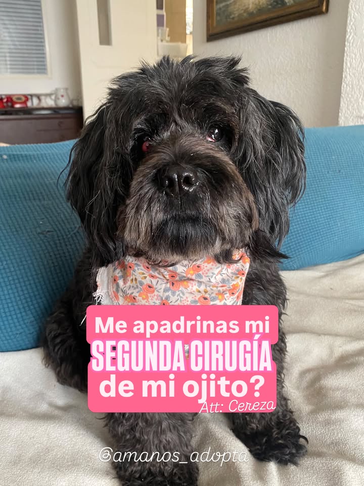 Cerecita necesita segunda cirugía de ojito y busca hogar 